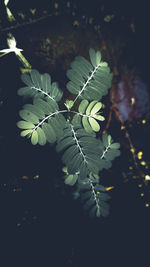 Close-up of plant leaves