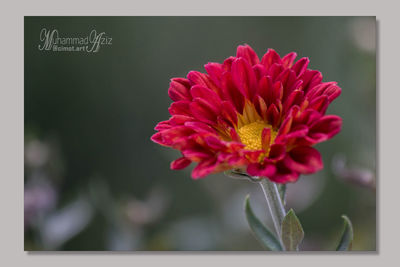 Close-up of flower blooming outdoors