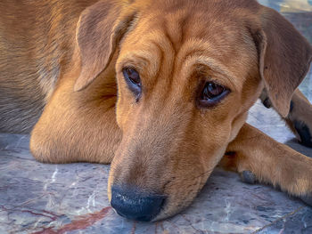 Close-up portrait of a dog