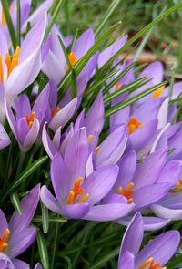 Close-up of purple flower