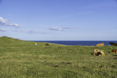 Scenic view of grassy field against sky