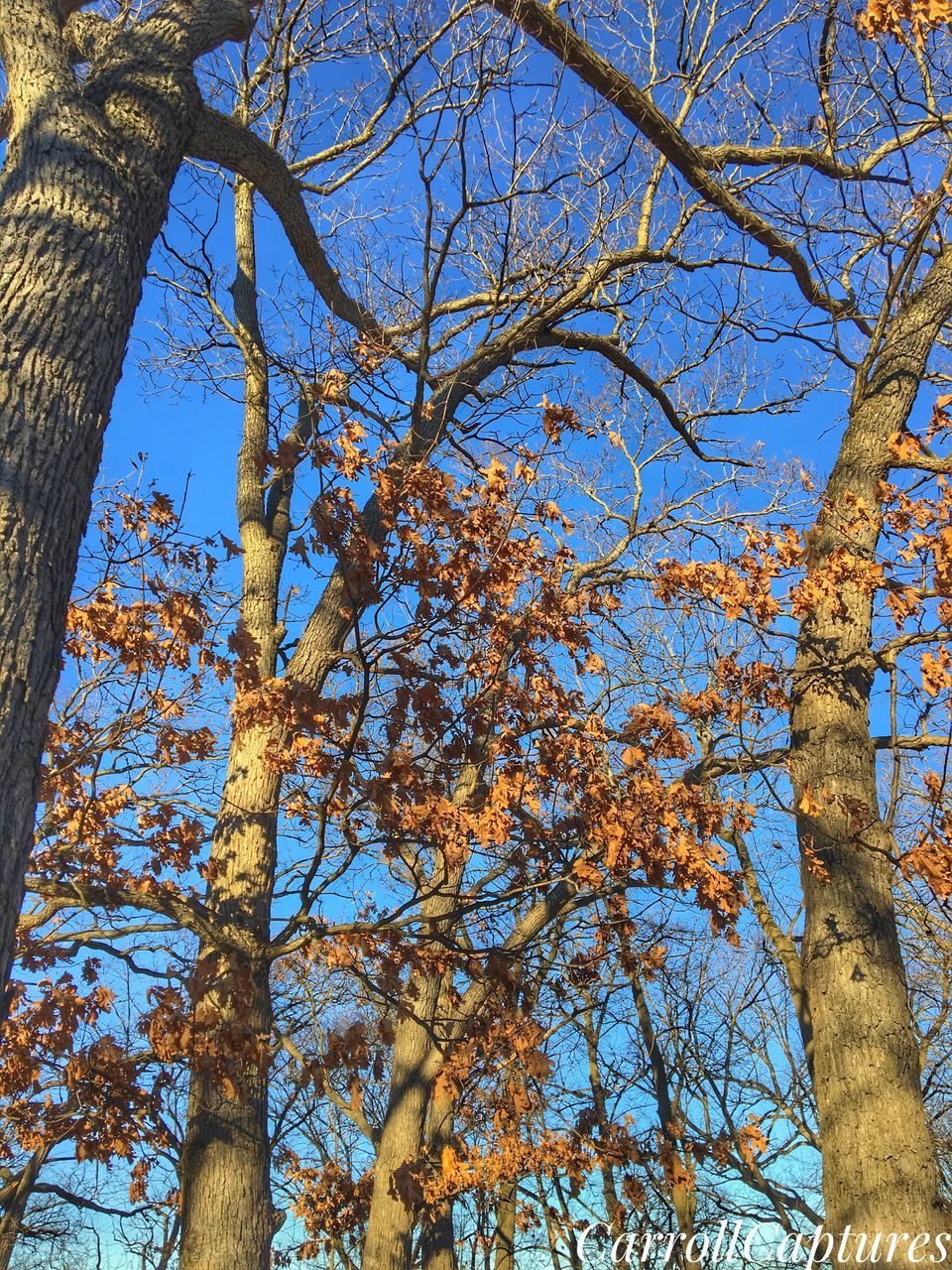 tree, low angle view, sky, growth, nature, no people, outdoors, beauty in nature, day, branch