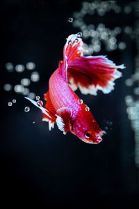 Close-up of fish swimming in lake