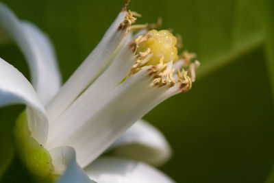 Close-up of white flowering plant