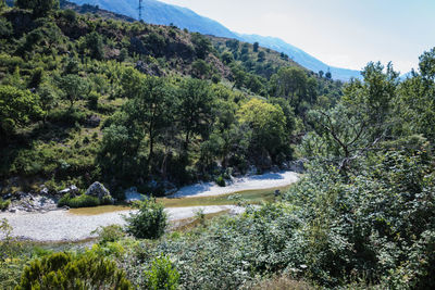 Scenic view of river amidst trees in forest