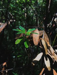 Close-up of leaves on plant in forest