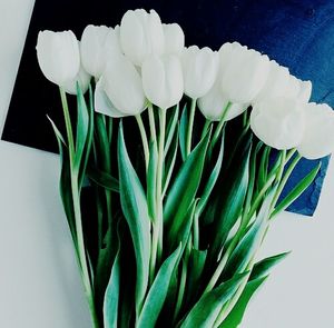 Close-up of white flowers in vase