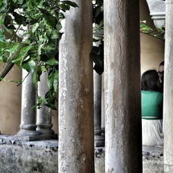 Close up of plant against blurred background
