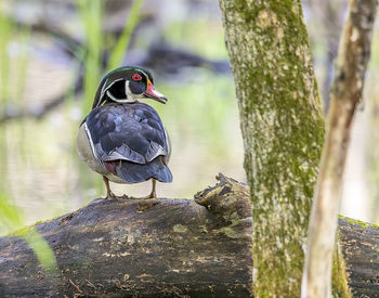 Close-up of bird perching on tree trunk