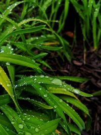 Close-up of water drops on plant during rainy season