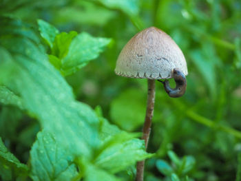 Close-up of slug on mushroom growing outdoors