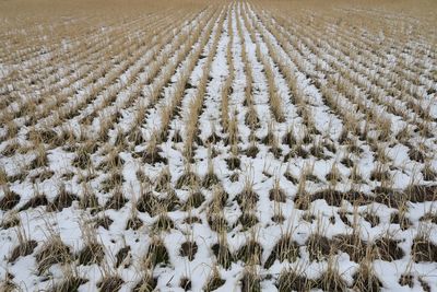 Scenic view of snowy field during winter