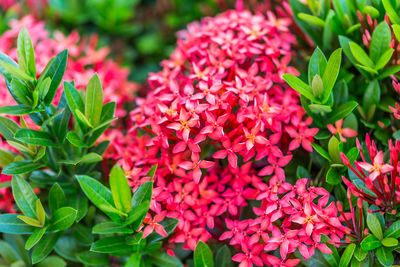 Close-up of red flowering plants