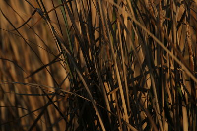 branch
