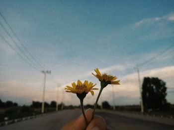 Close-up of hand holding flowering plant against sky