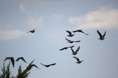 Low angle view of birds flying in sky