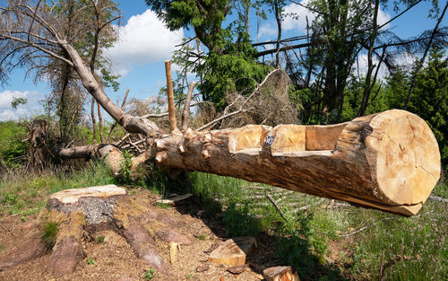 View of an animal on tree trunk