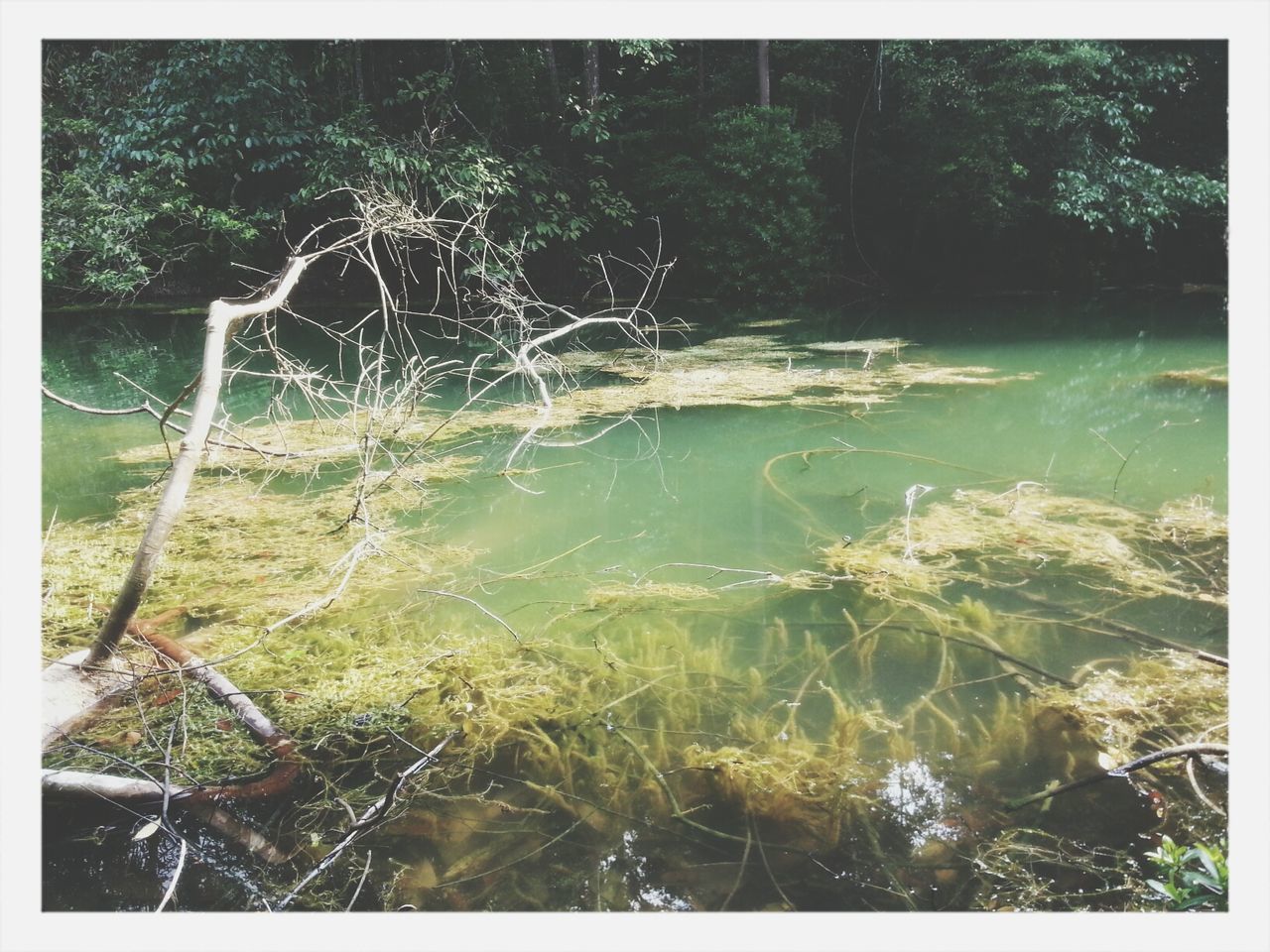 water, transfer print, auto post production filter, nature, beauty in nature, tree, motion, tranquility, scenics, tranquil scene, forest, plant, splashing, growth, day, sea, outdoors, idyllic, no people, waterfront