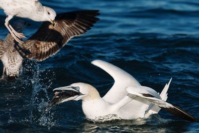 Seagulls flying over sea