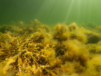 Close-up of yellow plants against sea