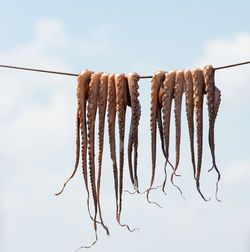 Low angle view of fish hanging against sky