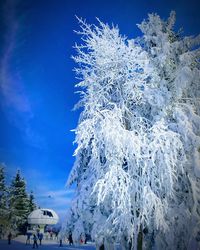 Close-up of frozen tree against clear blue sky