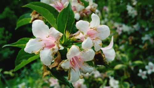 Close-up of white cherry blossom