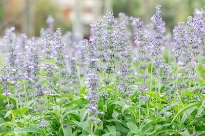 Close-up of purple flowering plants in garden