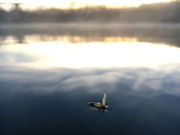 Close-up of bird flying against sky