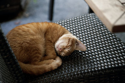 Close-up of cat sleeping