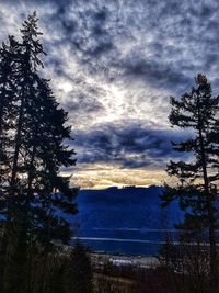 Silhouette pine trees against sky during sunset