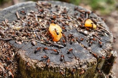 Close-up of ants on wood