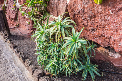 Close-up high angle view of plants