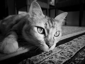 Close-up portrait of a cat