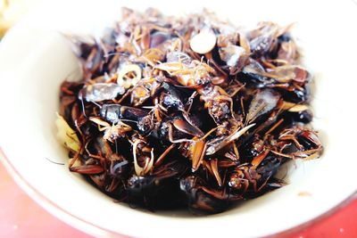 Close-up of dead cockroaches in bowl