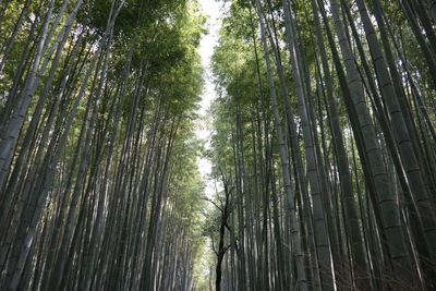 Low angle view of bamboo trees in forest
