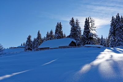 Snow covered pine tree against blue sky