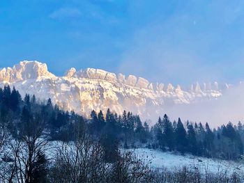 Panoramic view of pine trees during winter against sky