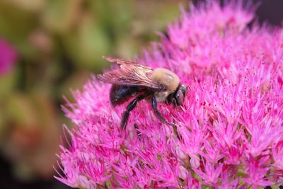 Close-up of butterfly pollinating on pink flower