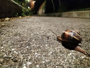 snail