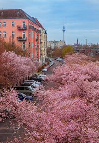 Pink cherry blossoms in city against sky