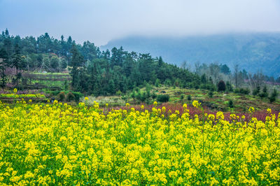Yellow flowers growing on field