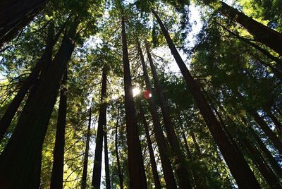 Low angle view of trees in forest