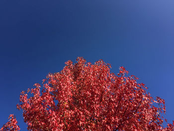 Low angle view of christmas tree against clear sky