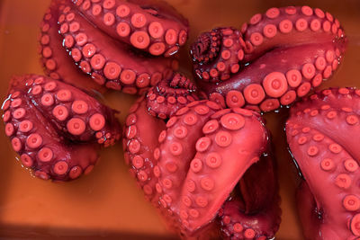 Close-up of octopus for sale at fish market