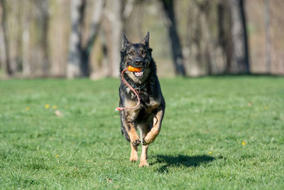 Dog running on grass