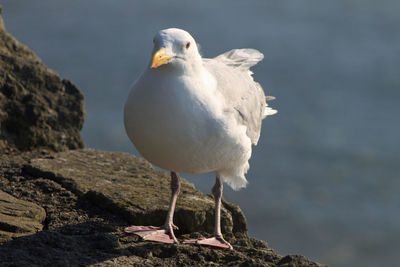 Close-up of seagull perching on rock against sky