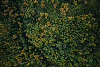 Top view of autumn forest with colored trees
