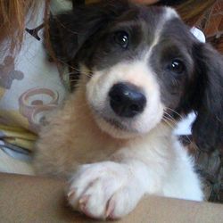 Close-up portrait of dog