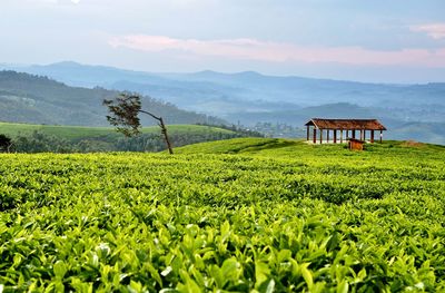 Tea plantation bordering the nyungwe forest in rwanda